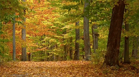 AutumnForest
