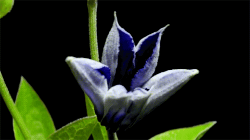 FlowerBlue