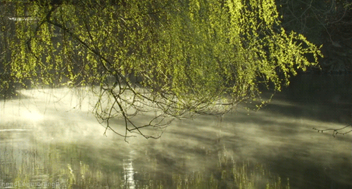 FogOnWater