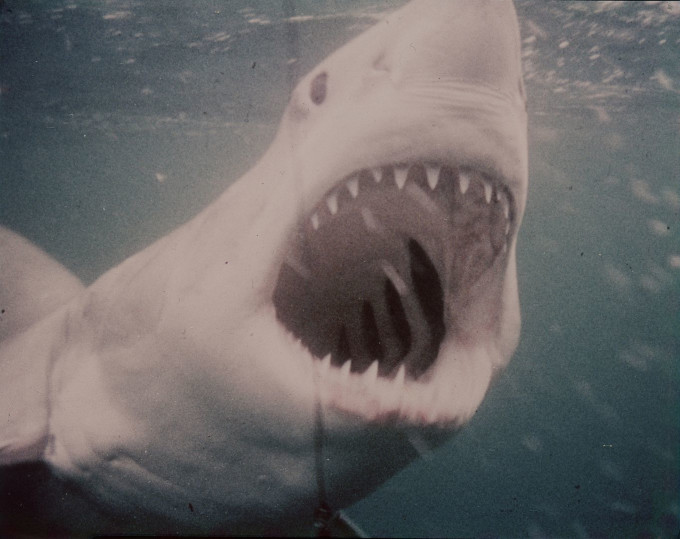 Jaws_05